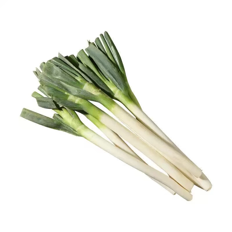 Welsh Onion