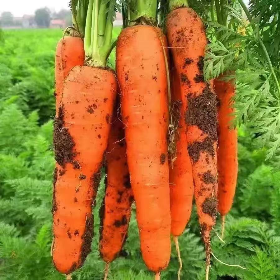 Fresh Chinese Carrot
