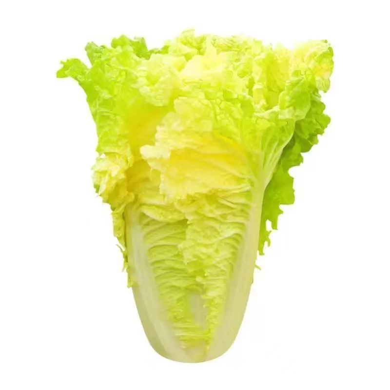 Napa Cabbage